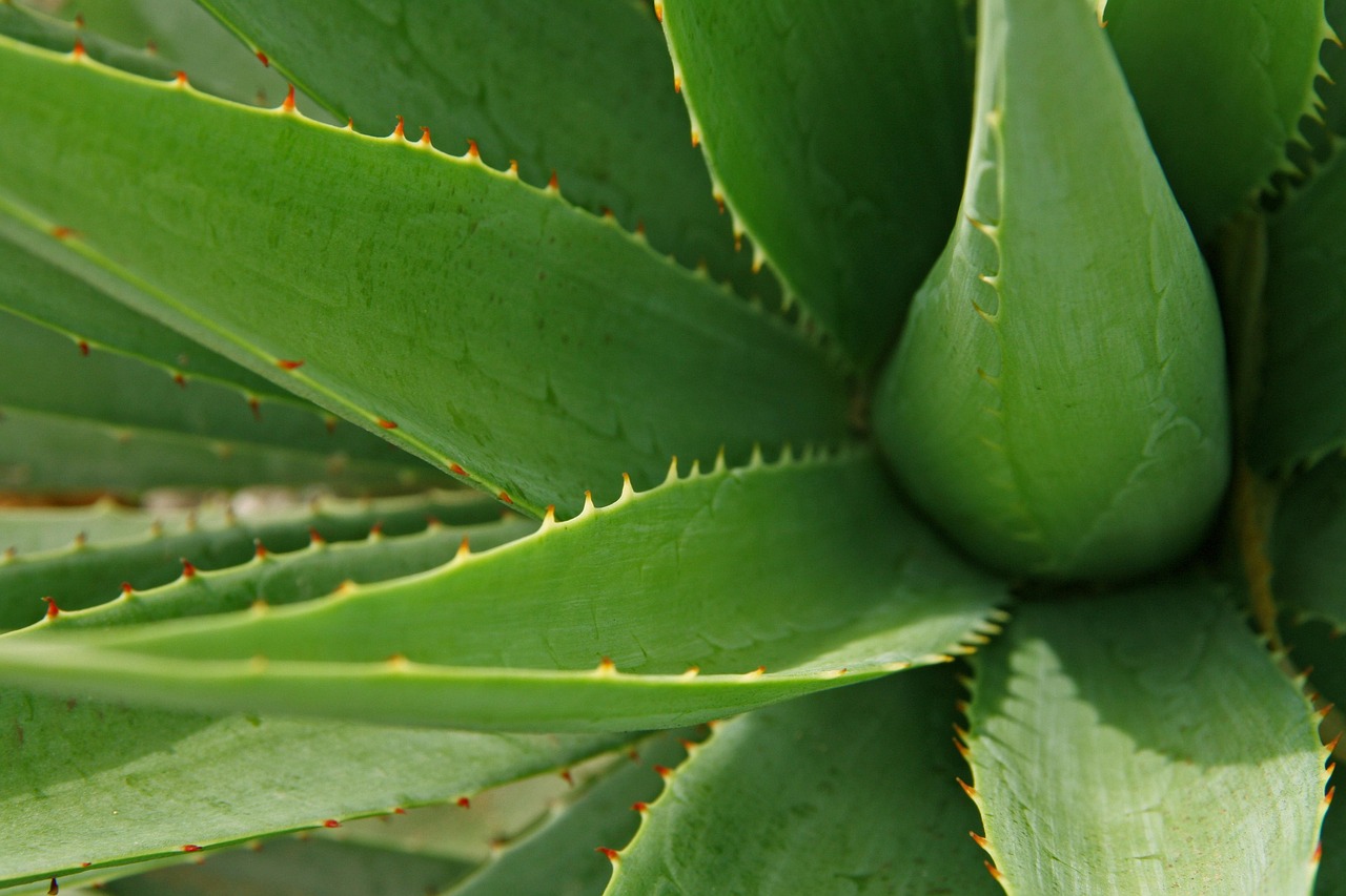 植物醫(yī)生完成上市輔導(dǎo)：草本護(hù)膚賽道的新故事與舊難題