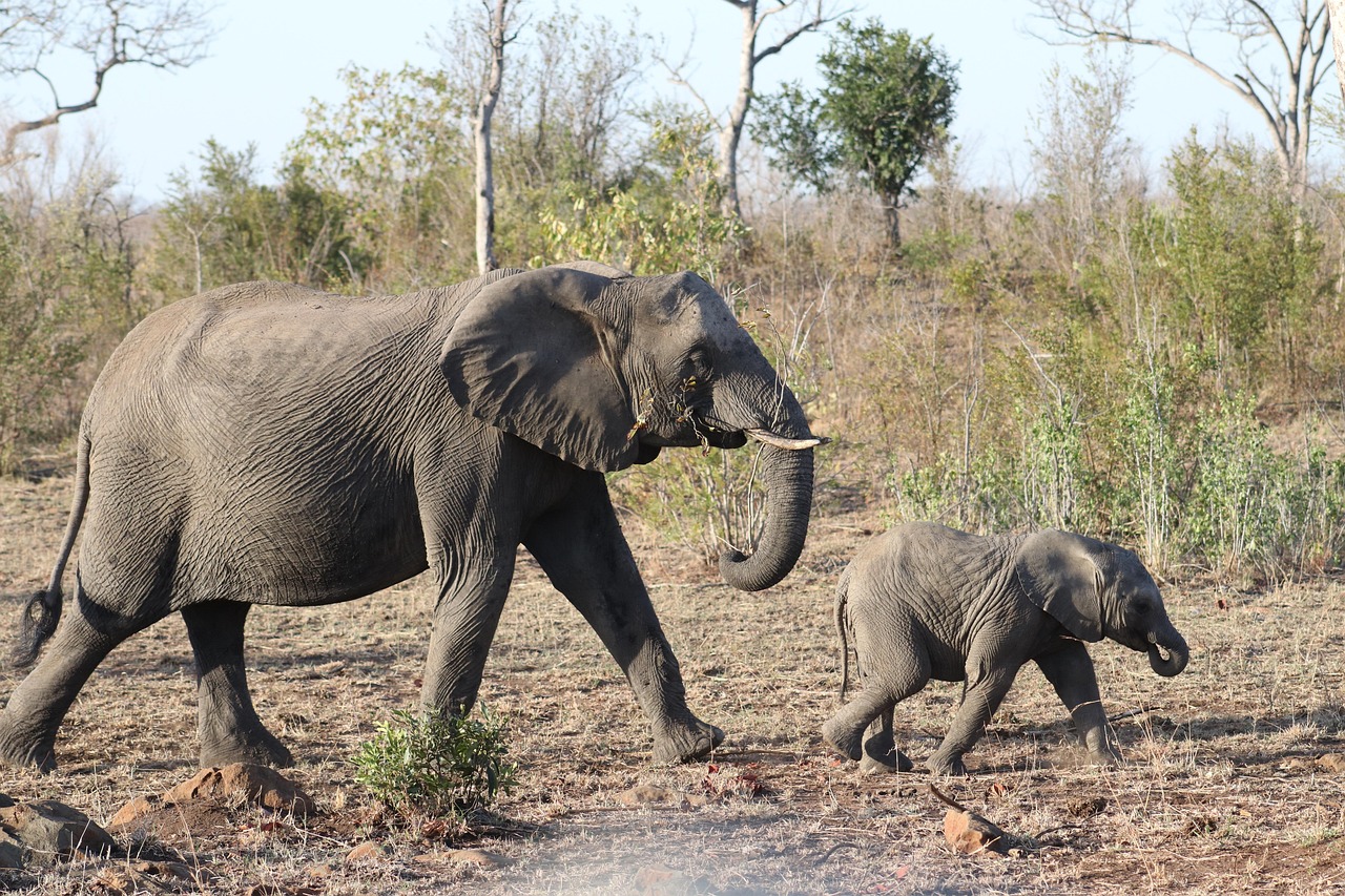 上海動物園回應“父母喂10月齡嬰兒喝奶瓶被趕”：處理不當，深表歉意